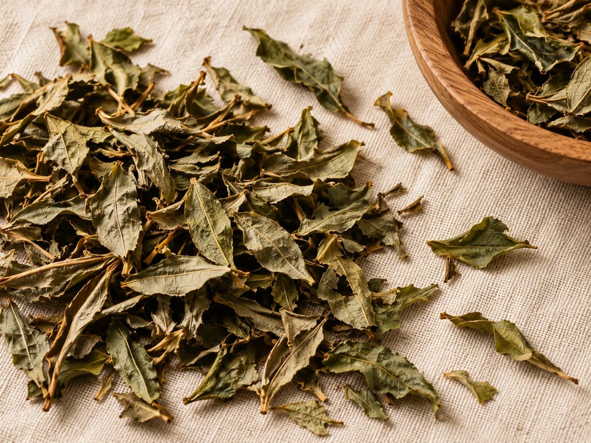 亞馬遜冬青茶植物情境示意