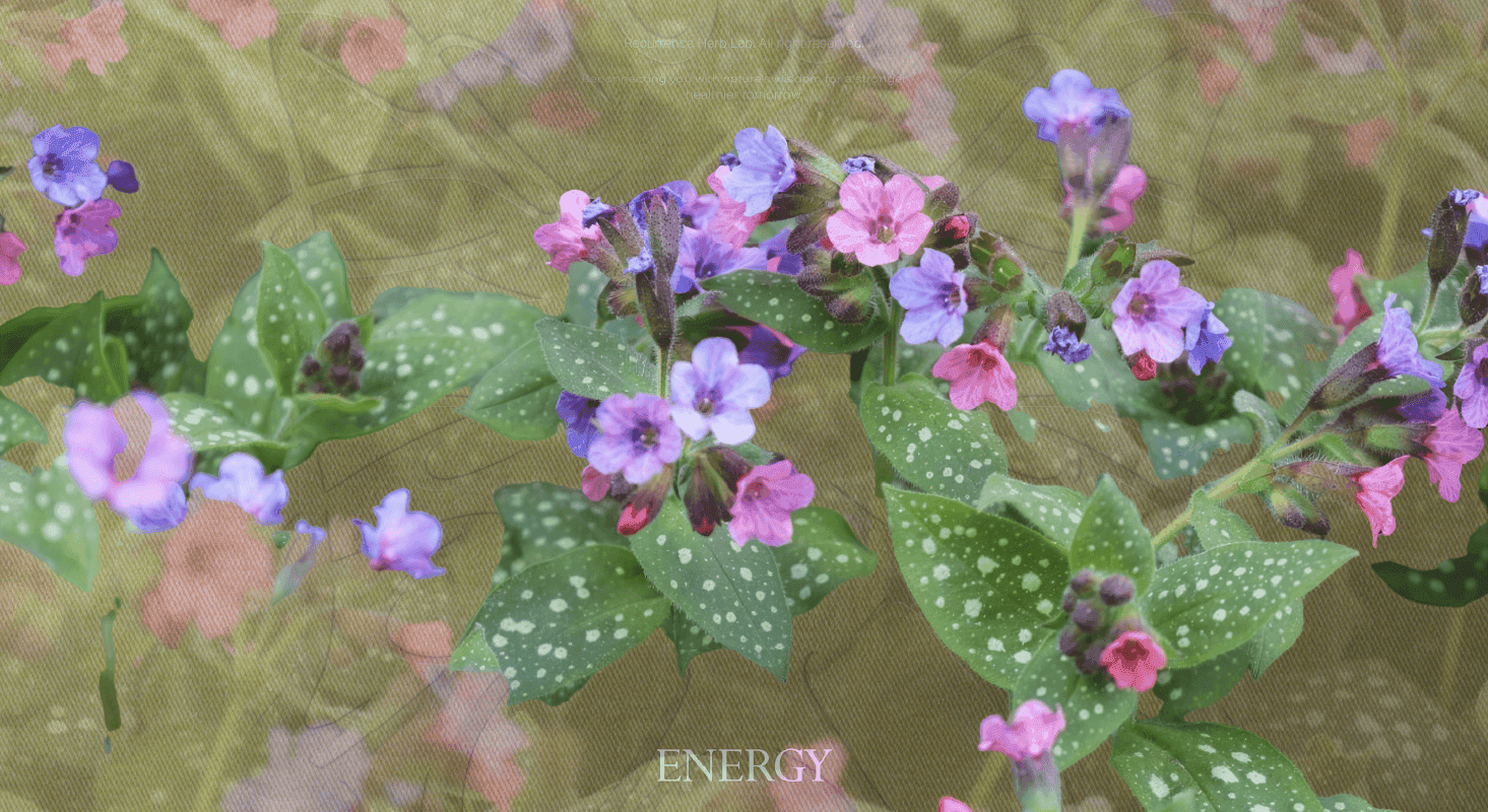 療肺草草本圖片